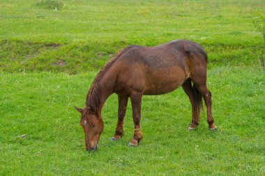 Kahverengi at grazes yeşil çayır üzerinde