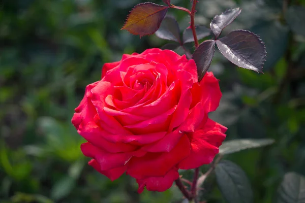 Hermosa rosa roja en el jardín. Flores —  Fotos de Stock