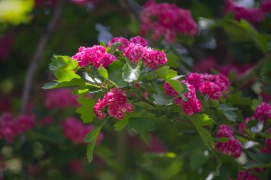 Güzel kırmızı çiçek açması ağaç Güneş yaktı çiçekler. Doğa