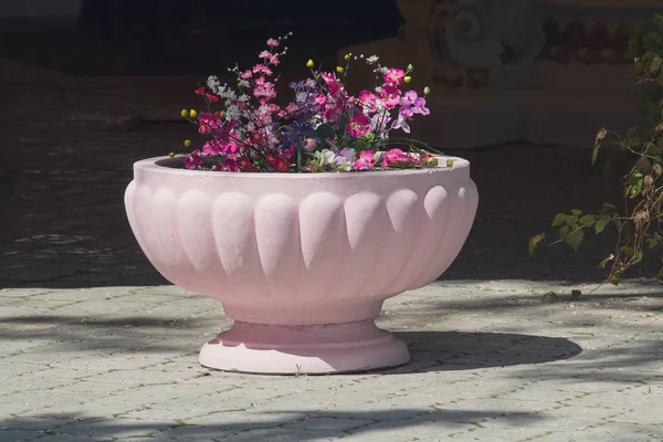 粉红色的石头花瓶花在成长中。城市 — 图库照片