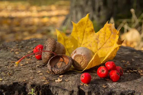 Ghiande, bacche di sorbo e una foglia gialla sul ceppo. Natura — Foto Stock