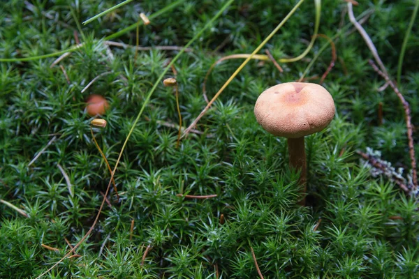 Cogumelo entre a grama em um dia chuvoso. Natureza — Fotografia de Stock