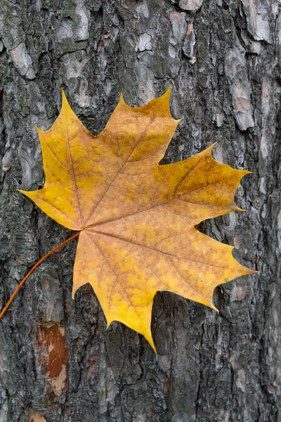 Hoja amarilla caída en la corteza de un árbol. naturaleza —  Fotos de Stock