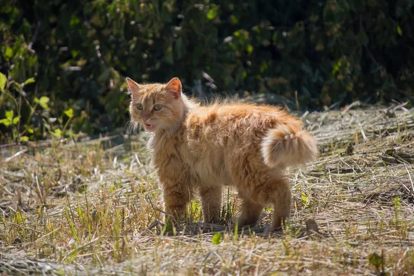 街道上被太阳照亮的红猫。宠物 — 图库照片