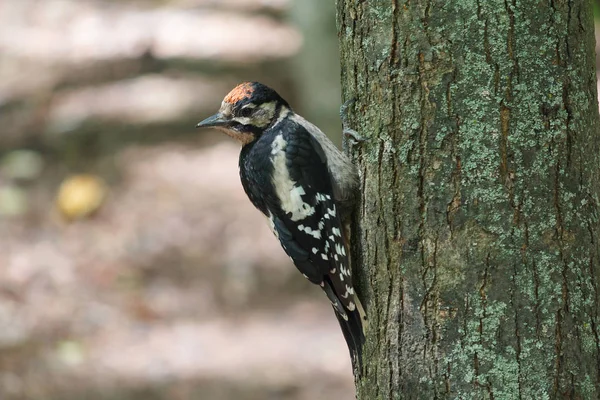 El joven pájaro carpintero está sentado en un árbol. Aves —  Fotos de Stock