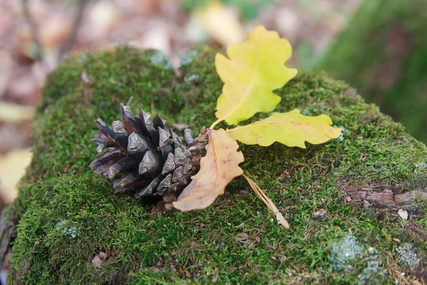 Cones de pinheiro e folhas amarelas em um toco de árvore — Fotografia de Stock