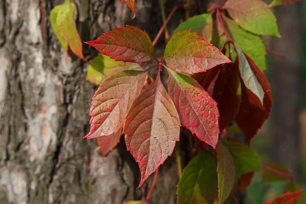 Le foglie rosse nella foresta si chiudono. Natura — Foto Stock