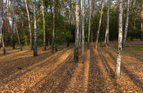 La luz del sol en el bosque de otoño. Paisaje otoñal — Foto de Stock