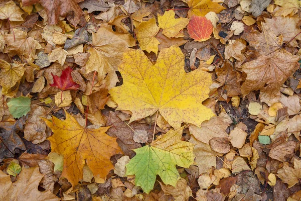 公園の地面に落ち葉。秋の背景 — ストック写真