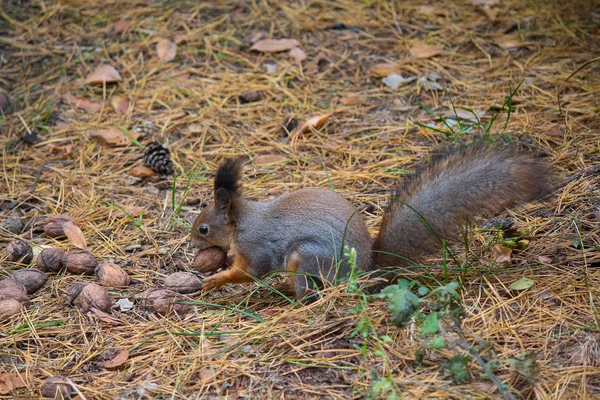Esquilo a comer nozes no parque. Animais — Fotografia de Stock
