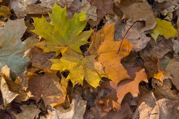 Le foglie gialle sono illuminate dal sole. Sfondo autunno — Foto Stock