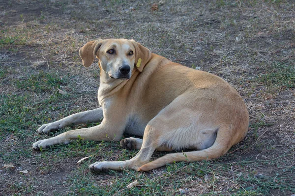 그의 귀에 태그와 집 없는 개는 잔디밭에 놓여 있습니다. 애완 동물 — 스톡 사진