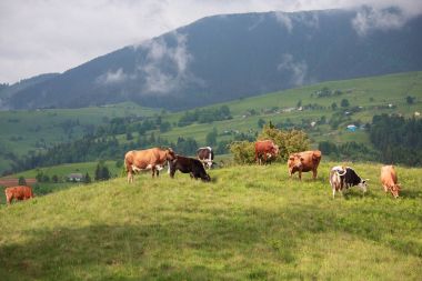 Arka planda dağların güneşli arazide inek otlatmak. Karpatlar