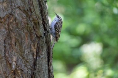 Certhia familiaris bir ağaçta oturuyor. Kuşlar