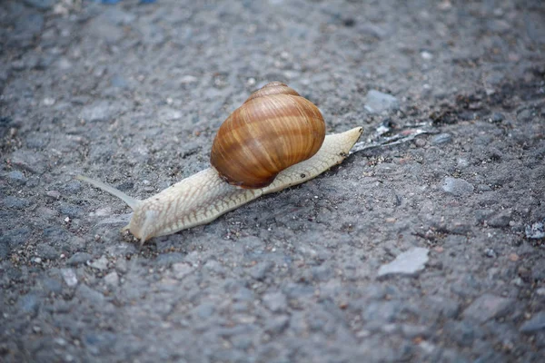 Salyangoz kadar asfalt cloe üzerinde. Doğa