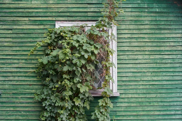 Ventanas de una casa de madera blanca con una hiedra escondida — Foto de Stock