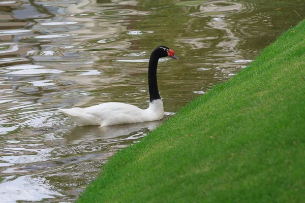 Cisne blanco con cuello negro flota en un estanque. Aves — Foto de Stock