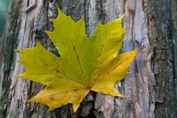Жовтий осінній кленовий лист на старому пні. Природа — стокове фото