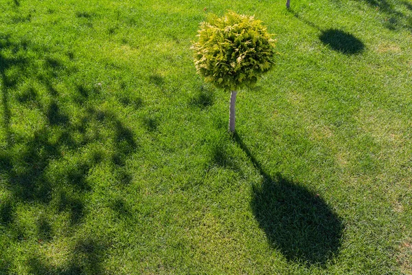 绿色草坪上的装饰树。城市 — 图库照片