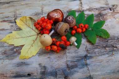 Kestane, meşe palamutları, mantar ve kütük üzerinde kırmızı kartopu. Doğa