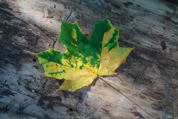 Folha amarelo-verde caída na casca da árvore velha. Natureza — Fotografia de Stock