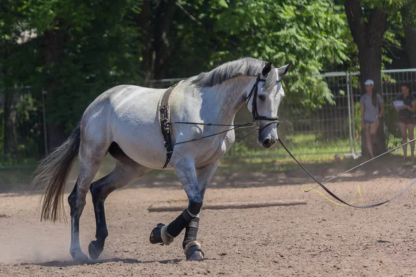 Cavallo bianco mentre si allena in pista. Animali da compagnia — Foto Stock