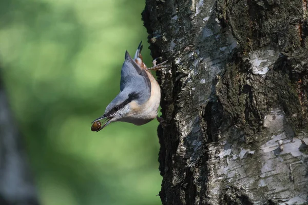 Kleiber extrahiert Nahrung, die auf der Seite des Baumes sitzt. Vögel — Stockfoto