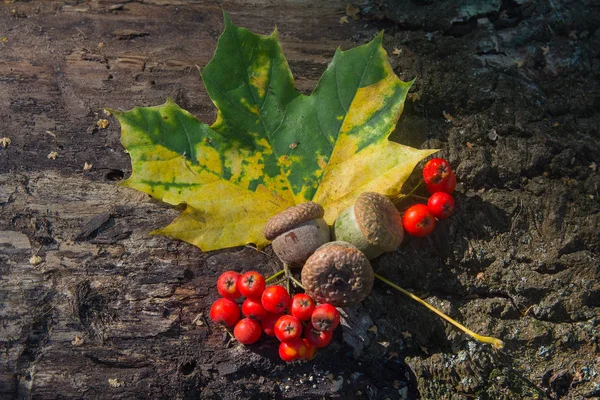 Yellow-green leaf and rowan berries on the bark of the old tree. Nature — Stock Photo, Image
