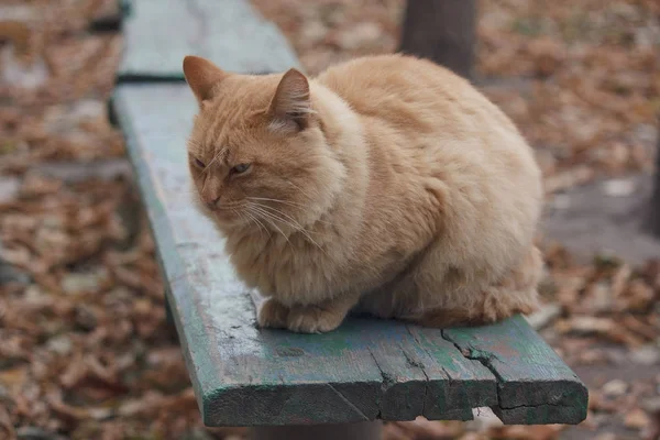 빨간 고양이 벤치에 앉아입니다. 애완 동물 — 스톡 사진