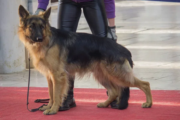 Joven perro pastor alemán en la exposición de perros — Foto de Stock