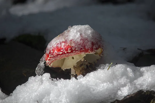 Rode paddenstoel uit het bos onder sneeuw dekt. Natuur — Stockfoto