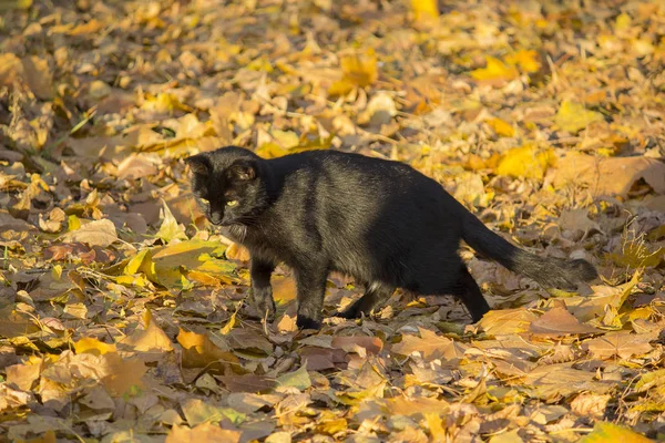 Le chat noir chasse dans les feuilles du parc d'automne. Animaux domestiques — Photo