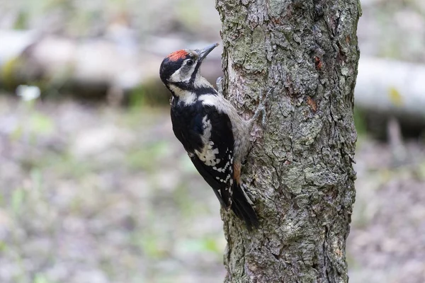 El pájaro carpintero se sienta en un árbol en el bosque. Aves — Foto de Stock