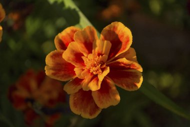 Turuncu kadife çiçeği güneşli yakın çekim. Çiçek