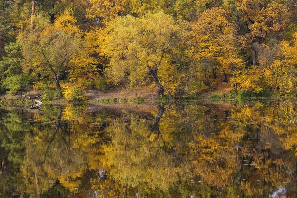 Желтые осенние деревья отражаются на поверхности озера. Природа — стоковое фото