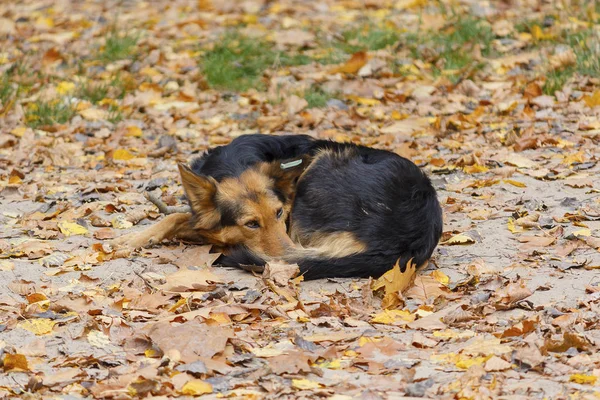 Stray dog lies in the fall listve. Pet — Stock Photo, Image