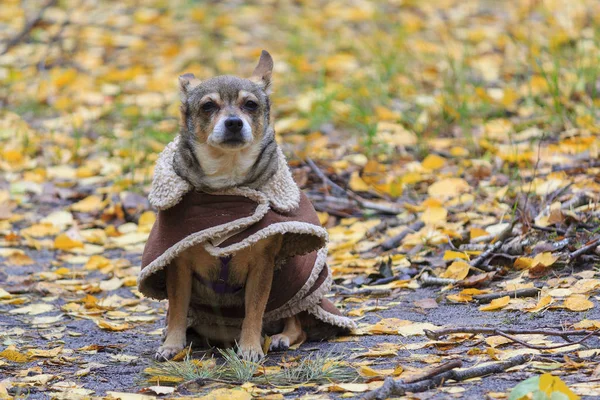 Dog in a raincoat while walking in an autumn park. Pets — Stock Photo, Image