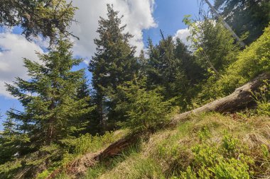 Orman dağın yamacında güneş tarafından aydınlatılmış. Karpatlar
