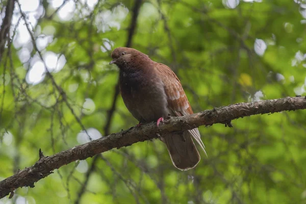 La colombe brune se trouve au sommet d'un parc. Oiseaux — Photo