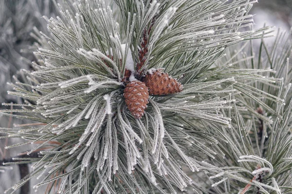 Branch of pine with pine cones covered with frost close-up. Nature — Stock Photo, Image