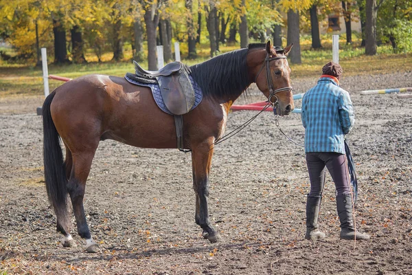 A versenypálya gyakorlat során a női és a vezetési lovat. Állatok — Stock Fotó