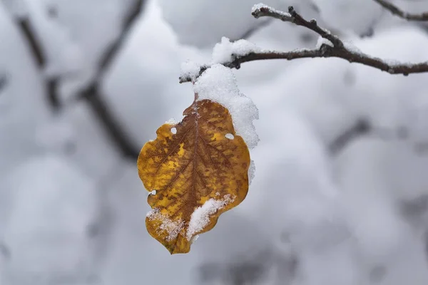 黄色の葉は雪のクローズ アップで覆われています。オフシーズン — ストック写真