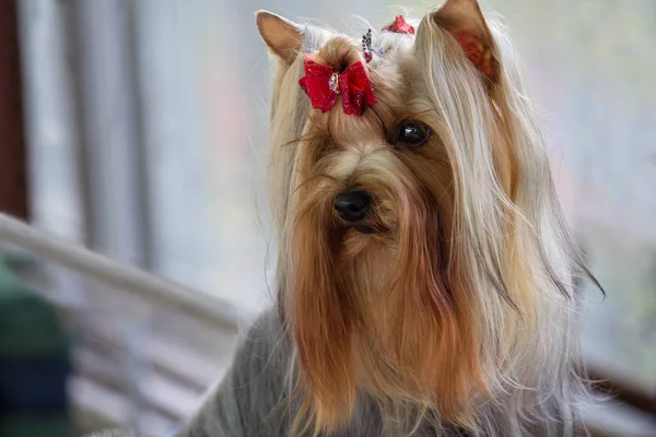 Sergi, yay ile güzel Malta. Köpek