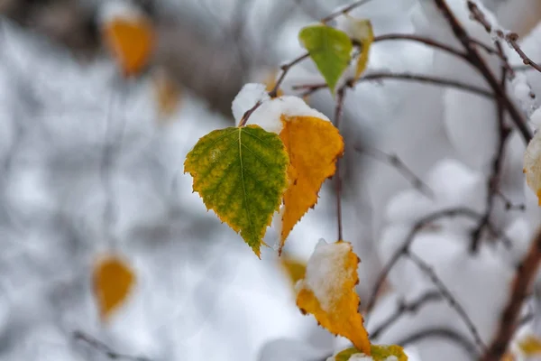 緑と黄色の葉は雪のクローズ アップで覆われています。オフシーズン — ストック写真