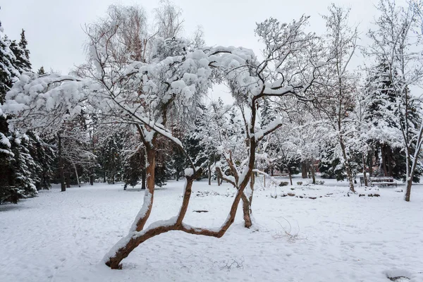 Fa hóval a Városligetben. Téli — Stock Fotó