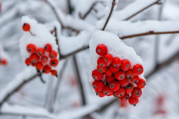 Red berries of mountain ash covered with snow in the park. Winter — Stock Photo, Image