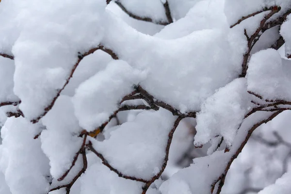 白い雪は、木の枝にあります。冬 — ストック写真