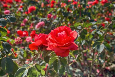 Kırmızı gül bahçede büyür. Çiçekler