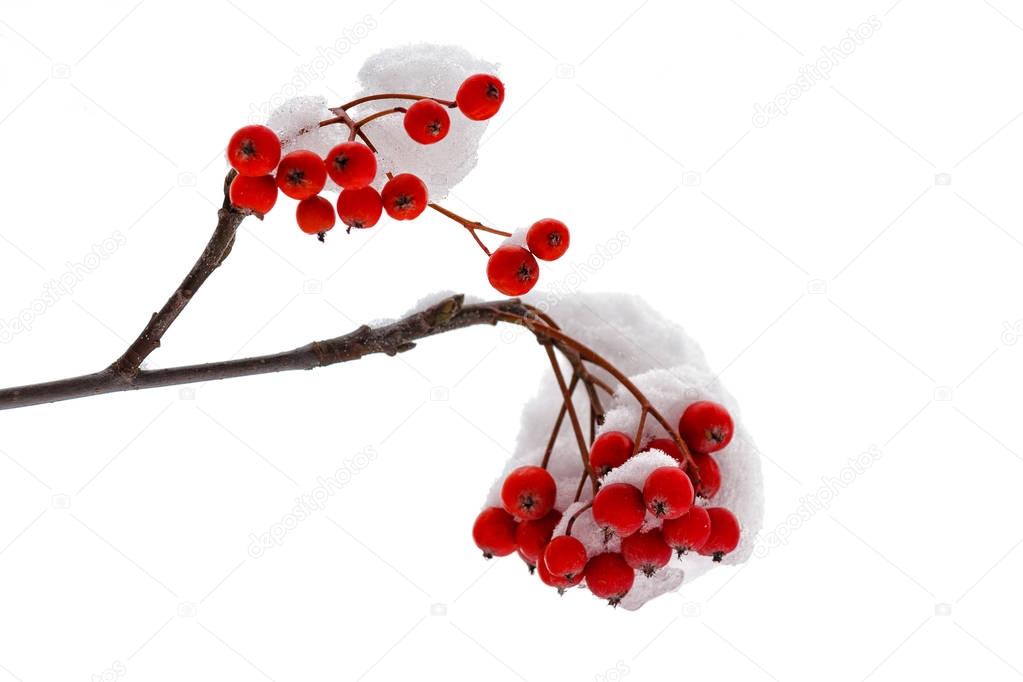 Berries of red mountain ash isolated on white background closeup