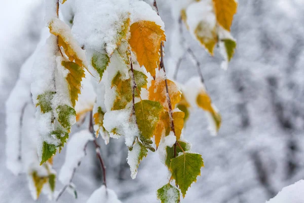 Green and yellow leafs covered with snow close-up. Off-season — Stock Photo, Image